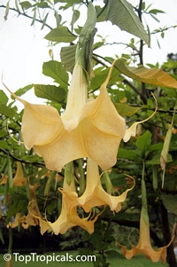 Brugmansia Jean Pasco - Yellow Angels Trumpet

Click to see full-size image