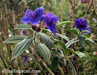 Tibouchina urvilleana, Tibouchina semidecandra, Lasiandra semidecandra , Glory Flower, Princess Flower

Click to see full-size image