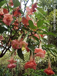 Brugmansia hybrid Pink, Angels Trumpet

Click to see full-size image