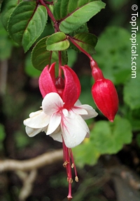 Fuchsia sp., Fuchsia