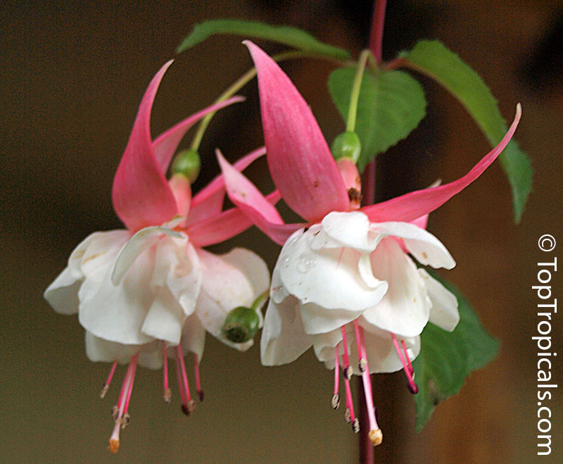 Fuchsia sp., Fuchsia