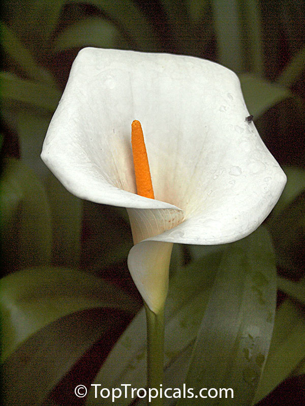 Zantedeschia aethiopica, Calla aethiopica, Arum Lily, Calla Lily