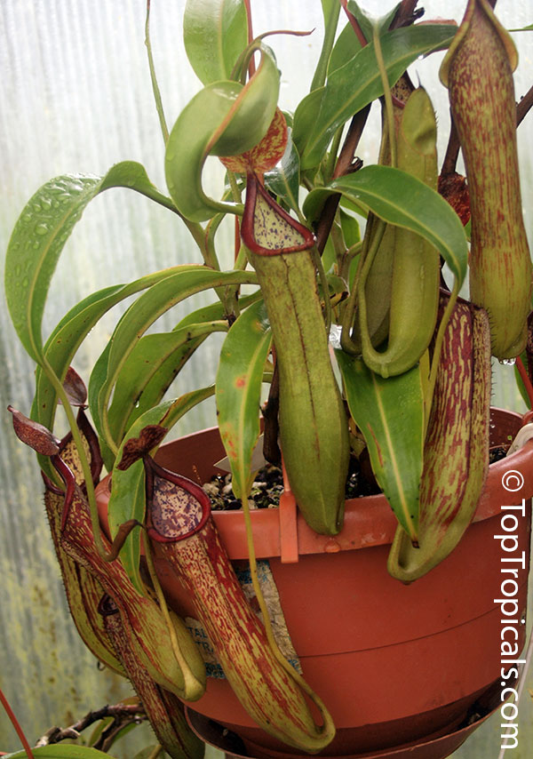 Nepenthes sp., Winged Nepenthes, Pitcher Plant, Monkey Cups