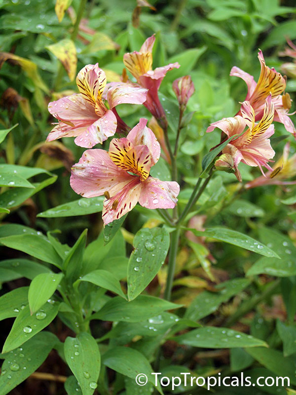 Alstroemeria sp., Peruvian Lily