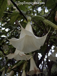 Brugmansia arborea, Datura arborea, Angels Trumpet, Tree Datura

Click to see full-size image