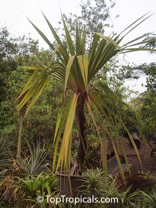 Pandanus sp., Screw Pine, Screw Palm