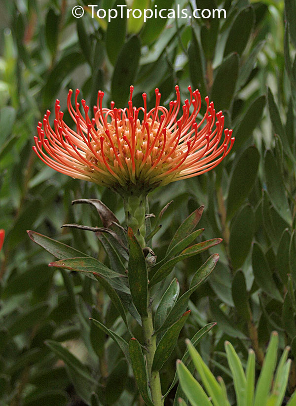 Leucospermum sp., Pincushion, Pincushion Protea