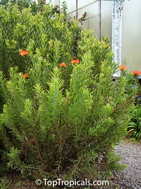 Leucospermum sp., Pincushion, Pincushion Protea

Click to see full-size image