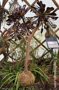 Aeonium arboreum, Sempervivum arboreum, Tree Aeonium, Houseleek Tree, Irish Rose

Click to see full-size image