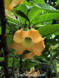 Brugmansia hybrid Yellow, Angels Trumpet

Click to see full-size image