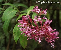 Fuchsia arborescens, Lilac Fuchsia