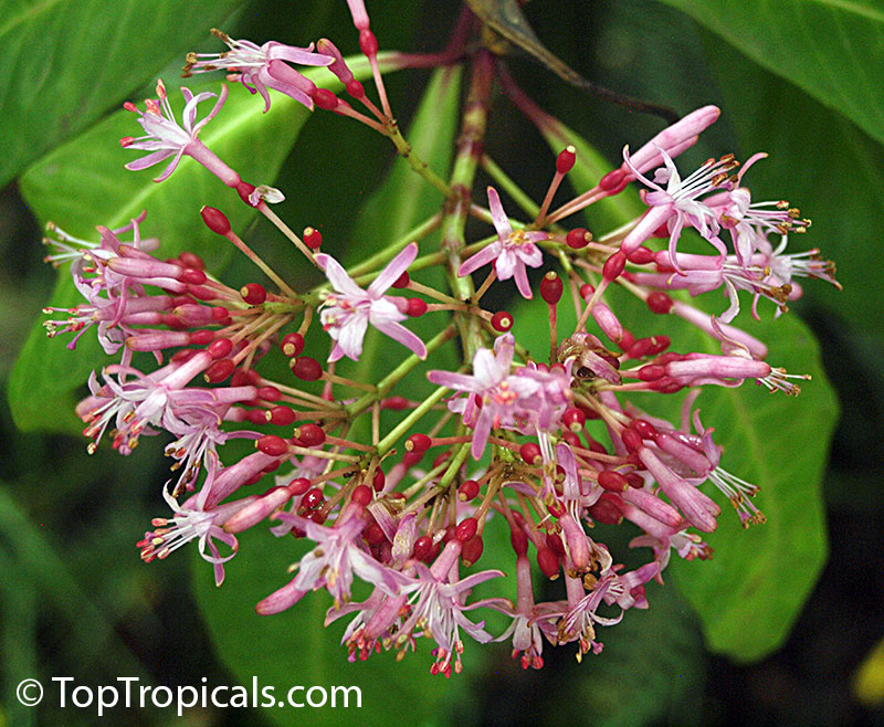 Fuchsia arborescens, Lilac Fuchsia