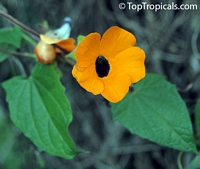Thunbergia alata, Black - eyed Susan

Click to see full-size image