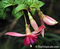 Fuchsia sp., Fuchsia