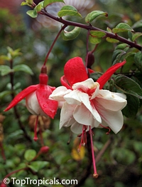 Fuchsia sp., Fuchsia