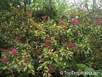 Fuchsia arborescens, Lilac Fuchsia

Click to see full-size image