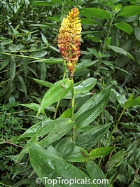Elleanthus myrosmatis, Elleanthus

Click to see full-size image