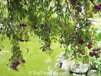 Syzygium cumini, Syzygium jambolanum, Eugenia cumini, Eugenia jambolana, Jambolan, Java Plum, Jamun, Naval, Neredu, Indian Allspice