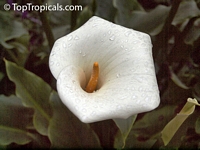 Zantedeschia aethiopica, Calla aethiopica, Arum Lily, Calla Lily

Click to see full-size image