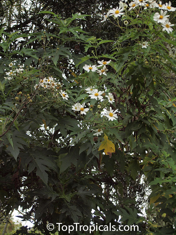 Montanoa grandiflora, Daisy Tree