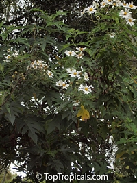 Montanoa grandiflora, Daisy Tree

Click to see full-size image
