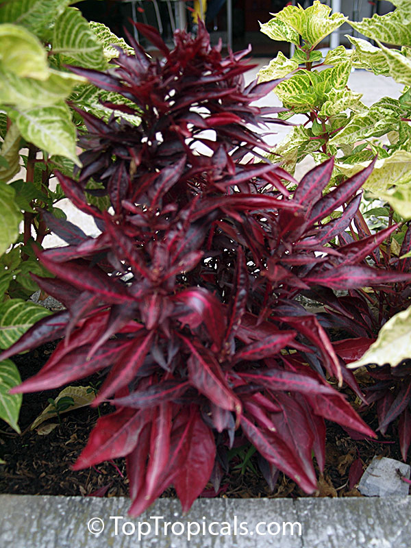 Iresine sp., Beefsteak Plant, Chicken Gizzard, Blood Leaf