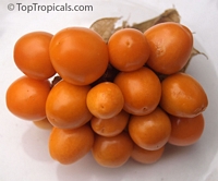 Physalis peruvianus - seeds

Click to see full-size image
