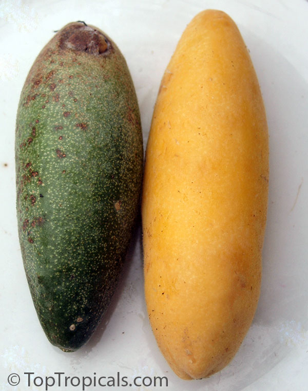 Passiflora mollissima, Passiflora tarminania, Banana Passionfruit, Taxo, Curuba