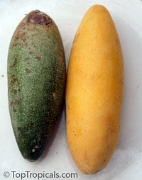 Passiflora mollissima, Passiflora tarminania, Banana Passionfruit, Taxo, Curuba

Click to see full-size image