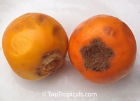 Solanum quitoense, Solanum angulatum, Naranjilla, Naranjillo, Lulo

Click to see full-size image