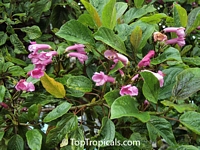 Unknown 82, Weigela Tree

Click to see full-size image