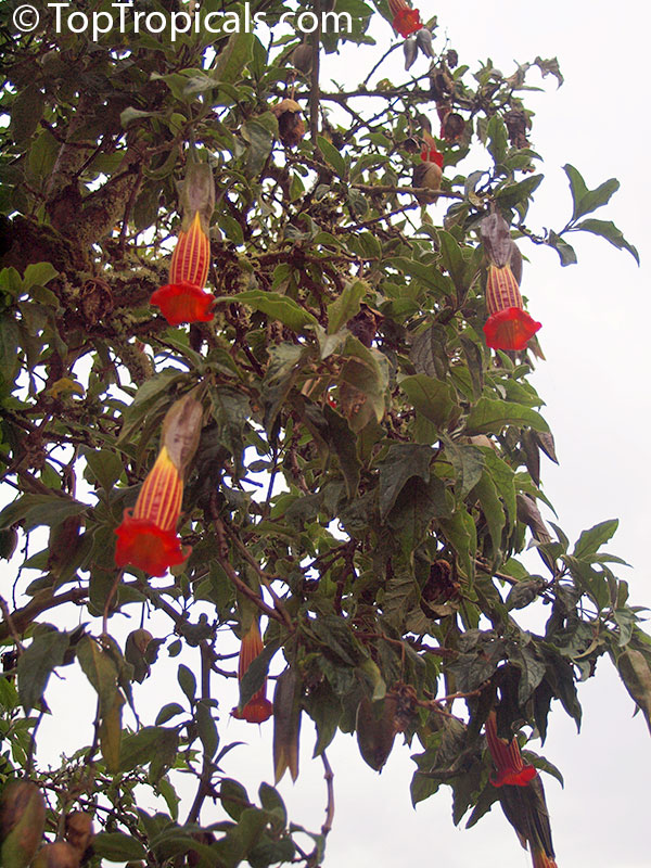 Brugmansia sanguinea, Datura sanguinea, Red Angels Trumpet, Red Datura, Eagle Tree