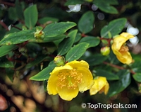 Hypericum sp., St John Wort

Click to see full-size image