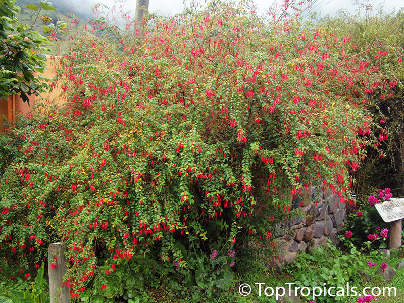 Fuchsia regia, Climbing Fuchsia