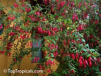 Fuchsia regia, Climbing Fuchsia

Click to see full-size image