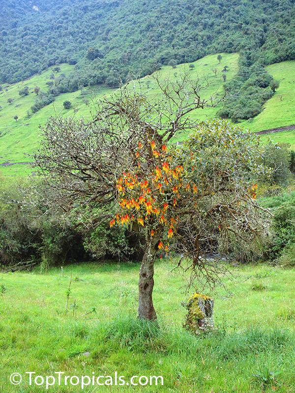 Aetanthus nodosus, Aetanthus . Aetanthus nodosus on its host tree