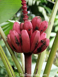 Musa velutina (Банан бархатный) - растение
