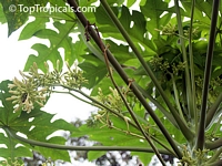 Carica papaya, Papaya

Click to see full-size image