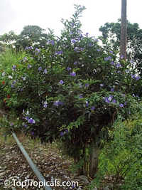 Brunfelsia grandiflora, Yesterday -Today -Tomorrow, Kiss-me-quick, Royal Purple Brunfelsia

Click to see full-size image