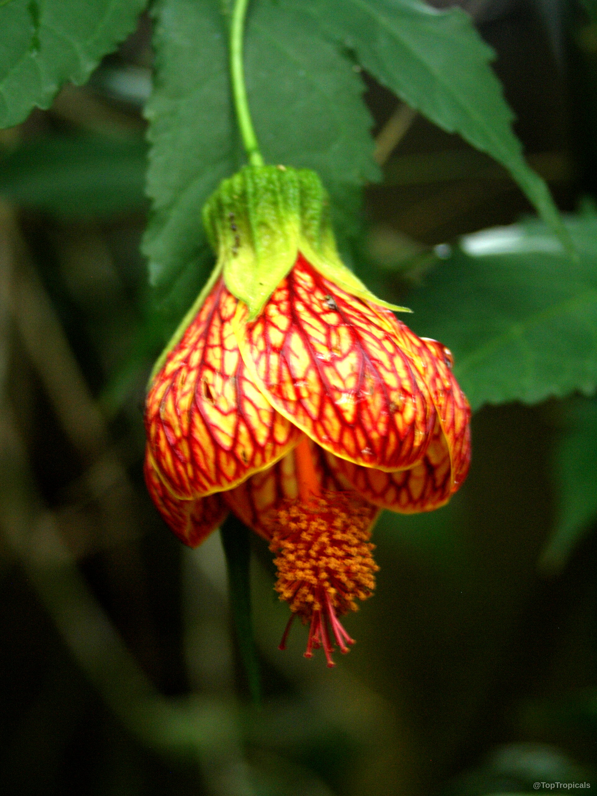 Abutilon sp. (Flowering Maple) hanging bell-shaped flower with deep red veins and orange petals. Abutilon sp. (Flowering Maple) orange flower with red veins in a close up shot.