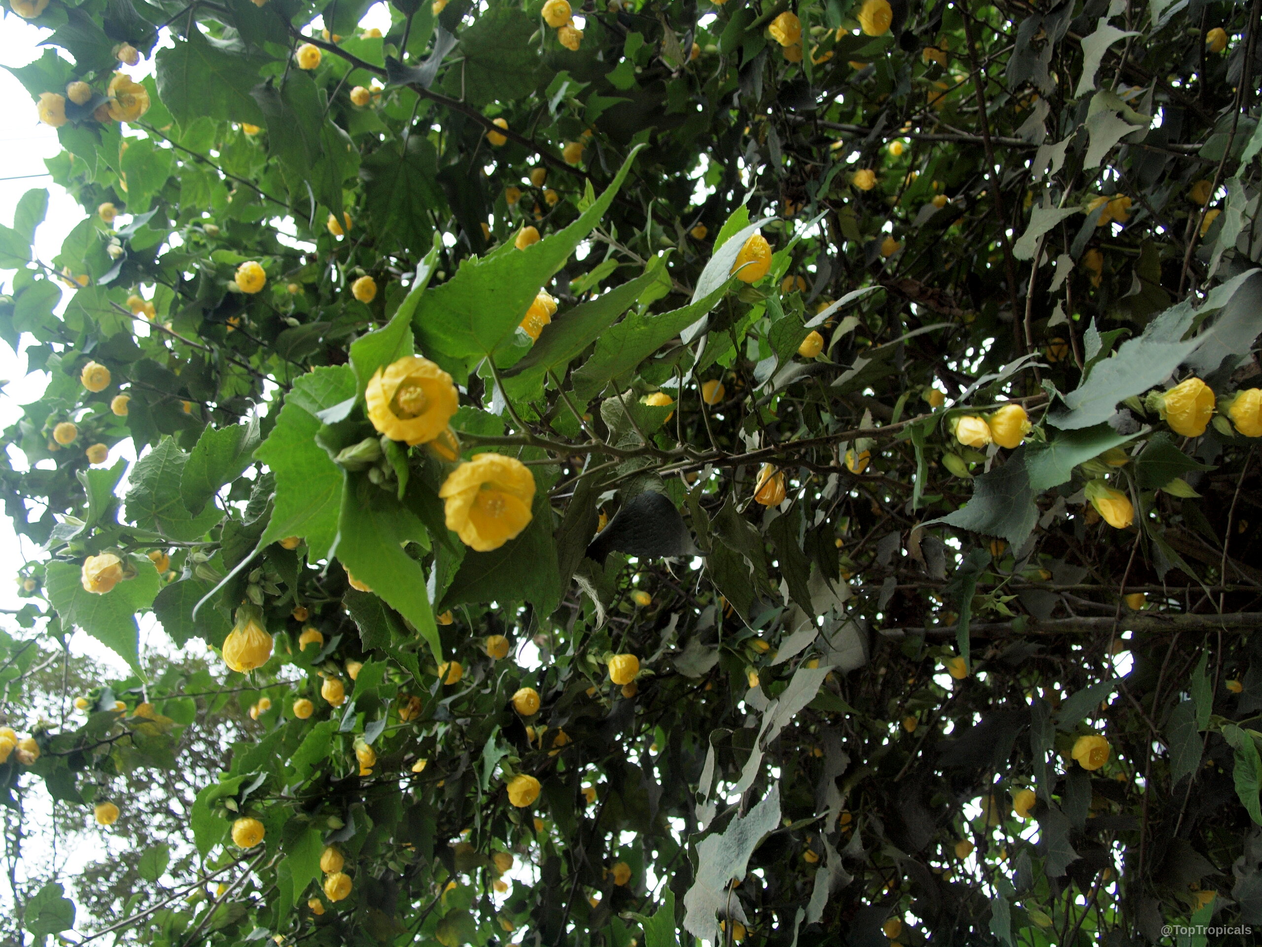 Abutilon sp. (Flowering Maple) with numerous yellow bell-shaped flowers covering thin green stems Abutilon sp. (Flowering Maple) yellow bell-shaped flower hanging from green leafy branches