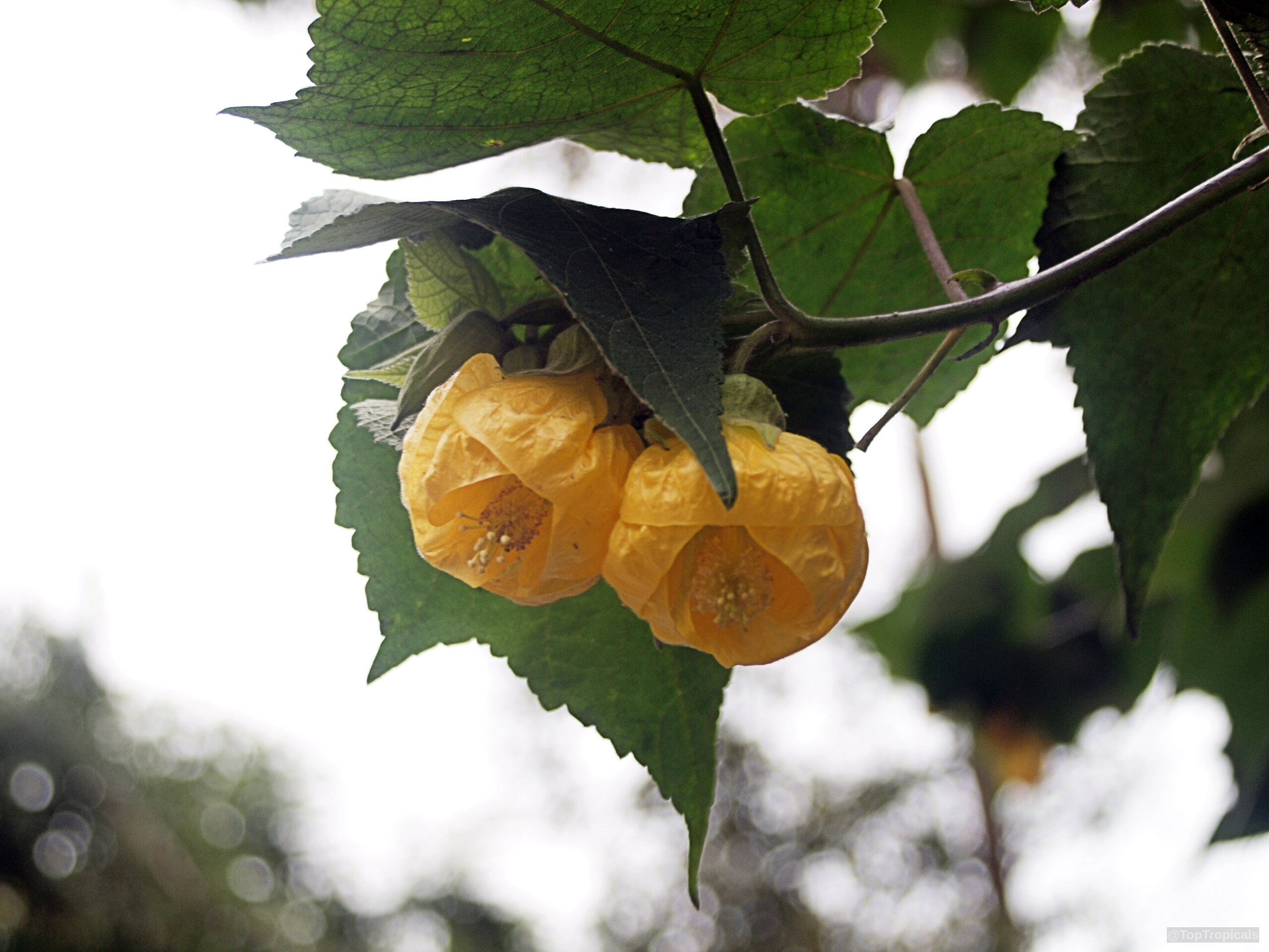 Abutilon sp. (Flowering Maple) yellow blossoms dangling beneath large lobed green foliage in soft light. Abutilon sp. (Flowering Maple) yellow flower close up hanging among textured green leaves.