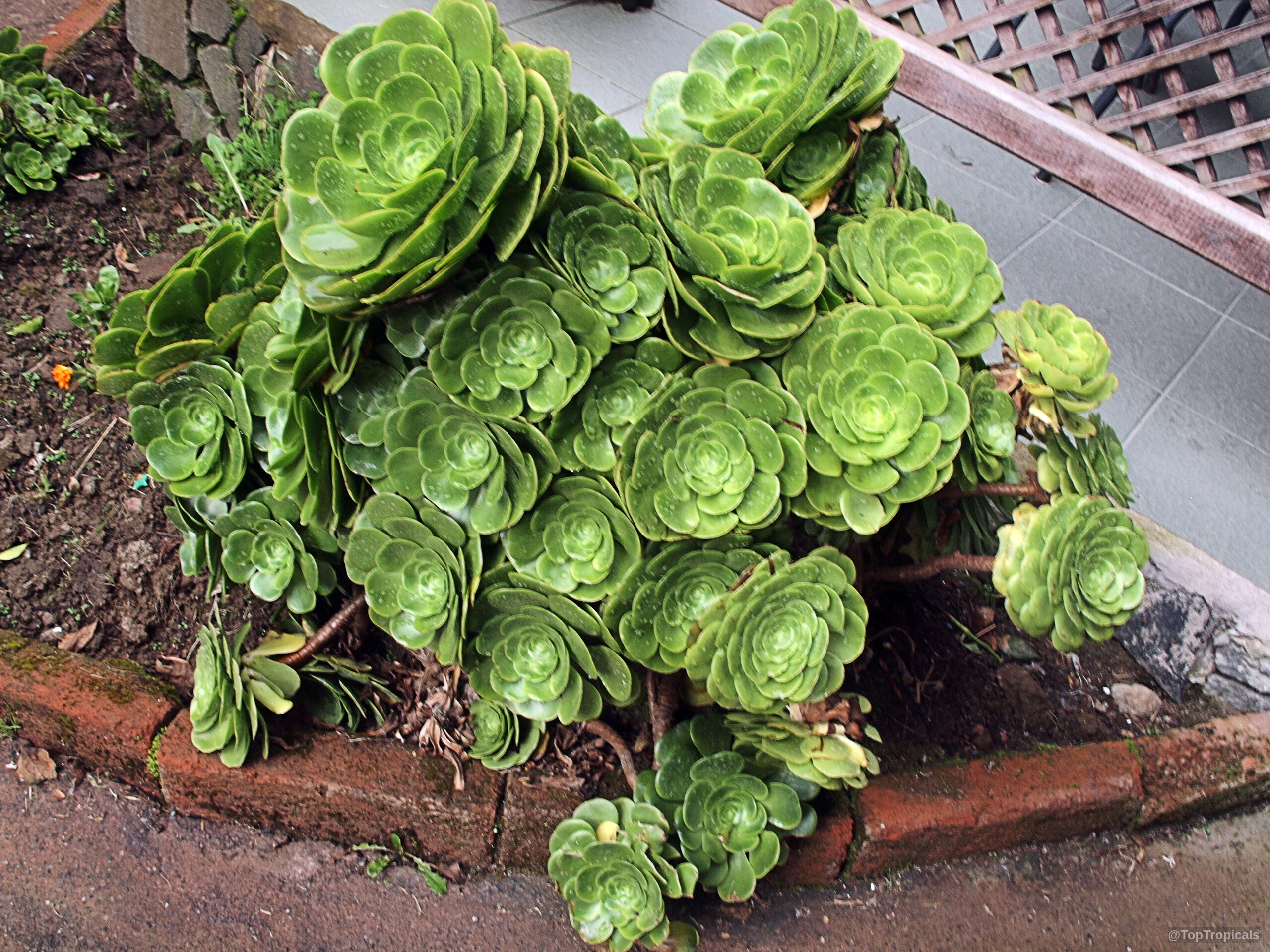 Aeonium arboreum (Tree Aeonium) clusters of thick green succulent leaves growing in tight rounded rosettes. Aeonium arboreum (Tree Aeonium) green plant clusters with thick succulent leaves forming rounded rosettes.