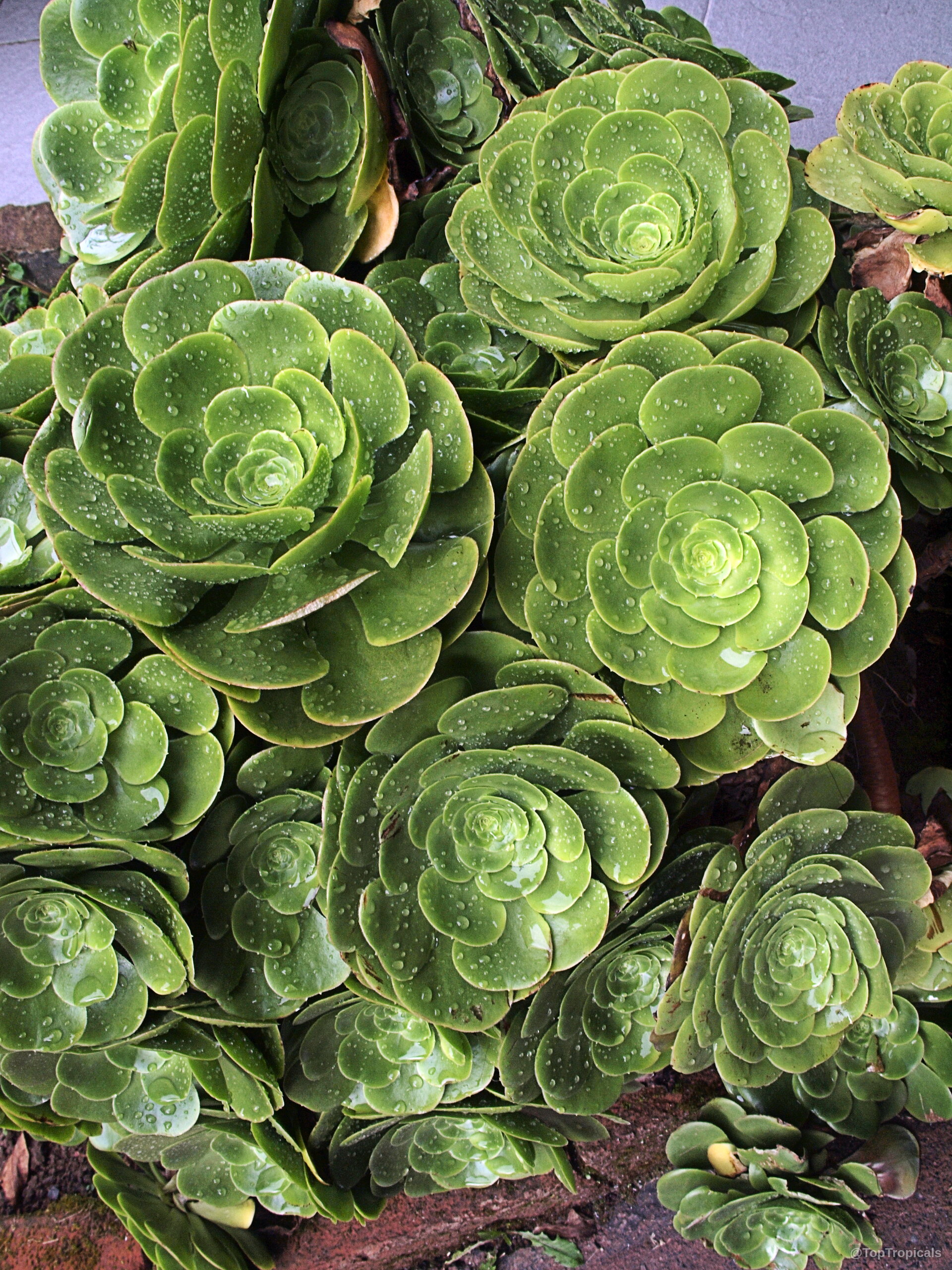 Aeonium arboreum (Tree Aeonium) rosettes with water droplets on thick fleshy lime green leaves Aeonium arboreum (Tree Aeonium) green plant rosettes with water droplets close up