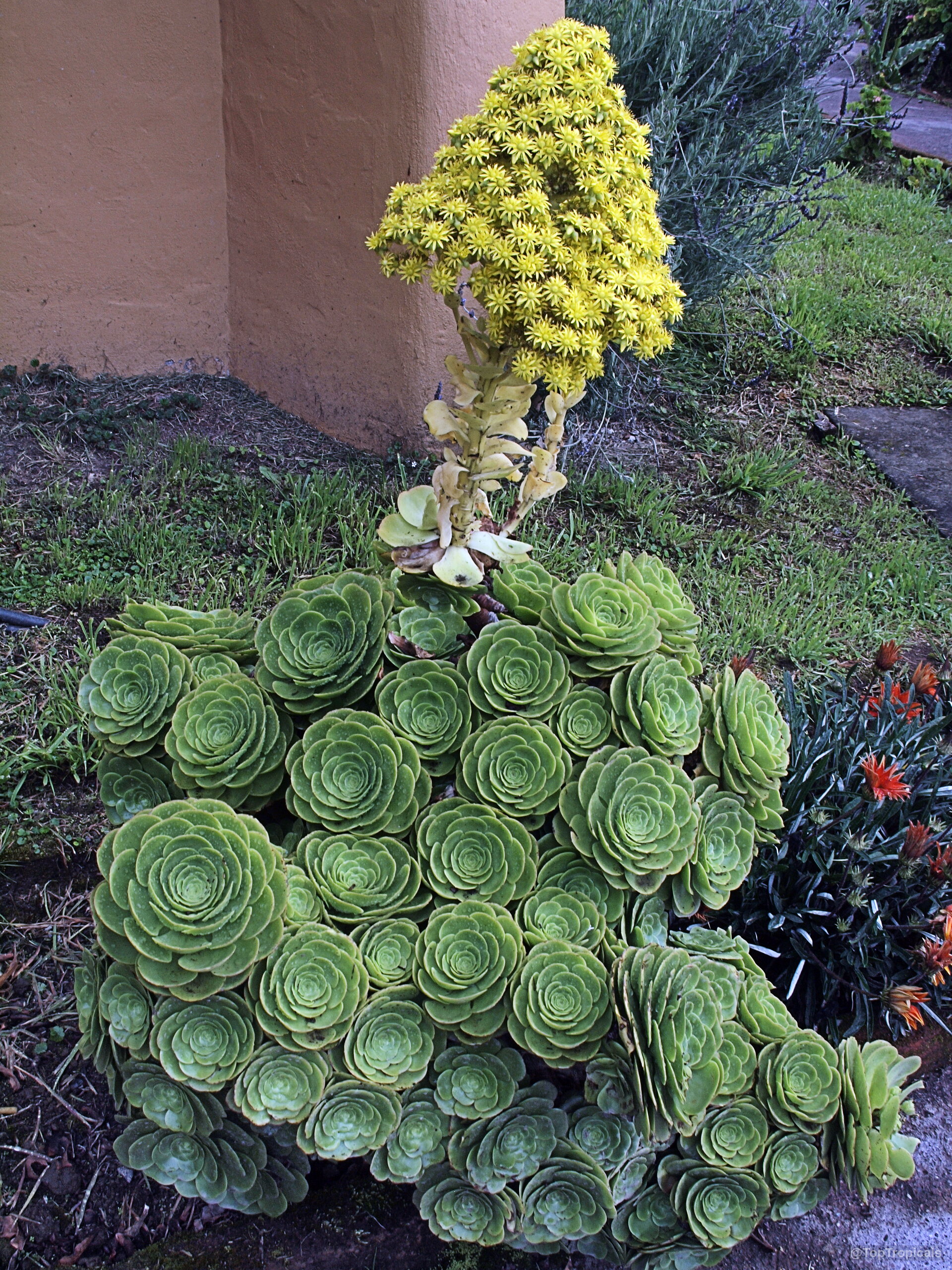 Aeonium arboreum (Tree Aeonium) showing numerous green rosettes topped with a tall yellow flower Aeonium arboreum (Tree Aeonium) green rosettes with yellow flower cone, close up