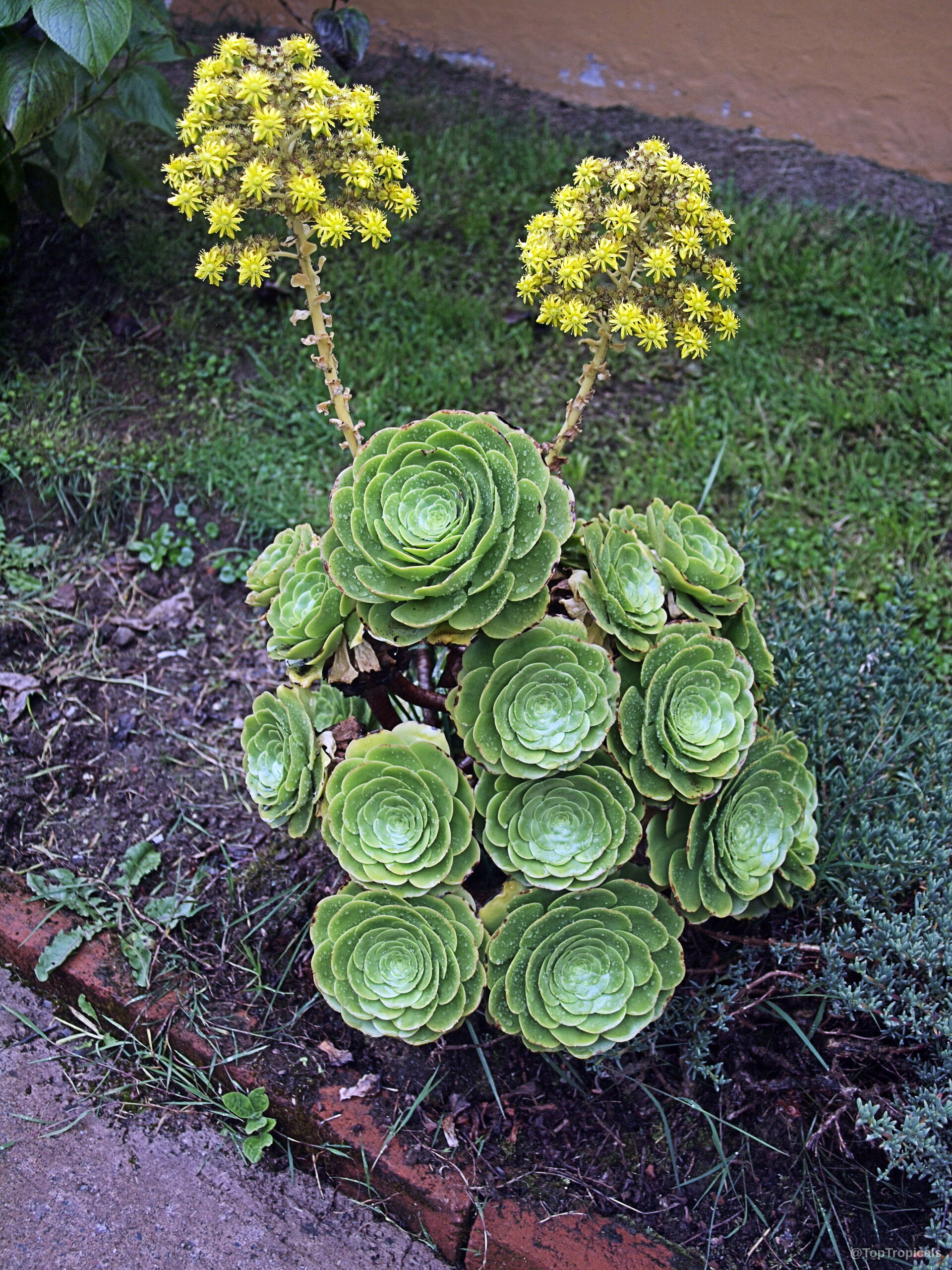 Aeonium arboreum (Tree Aeonium) showing green succulent rosettes with tall yellow flower clusters. Aeonium arboreum (Tree Aeonium) green rosettes with yellow flower stalks, close up of plant