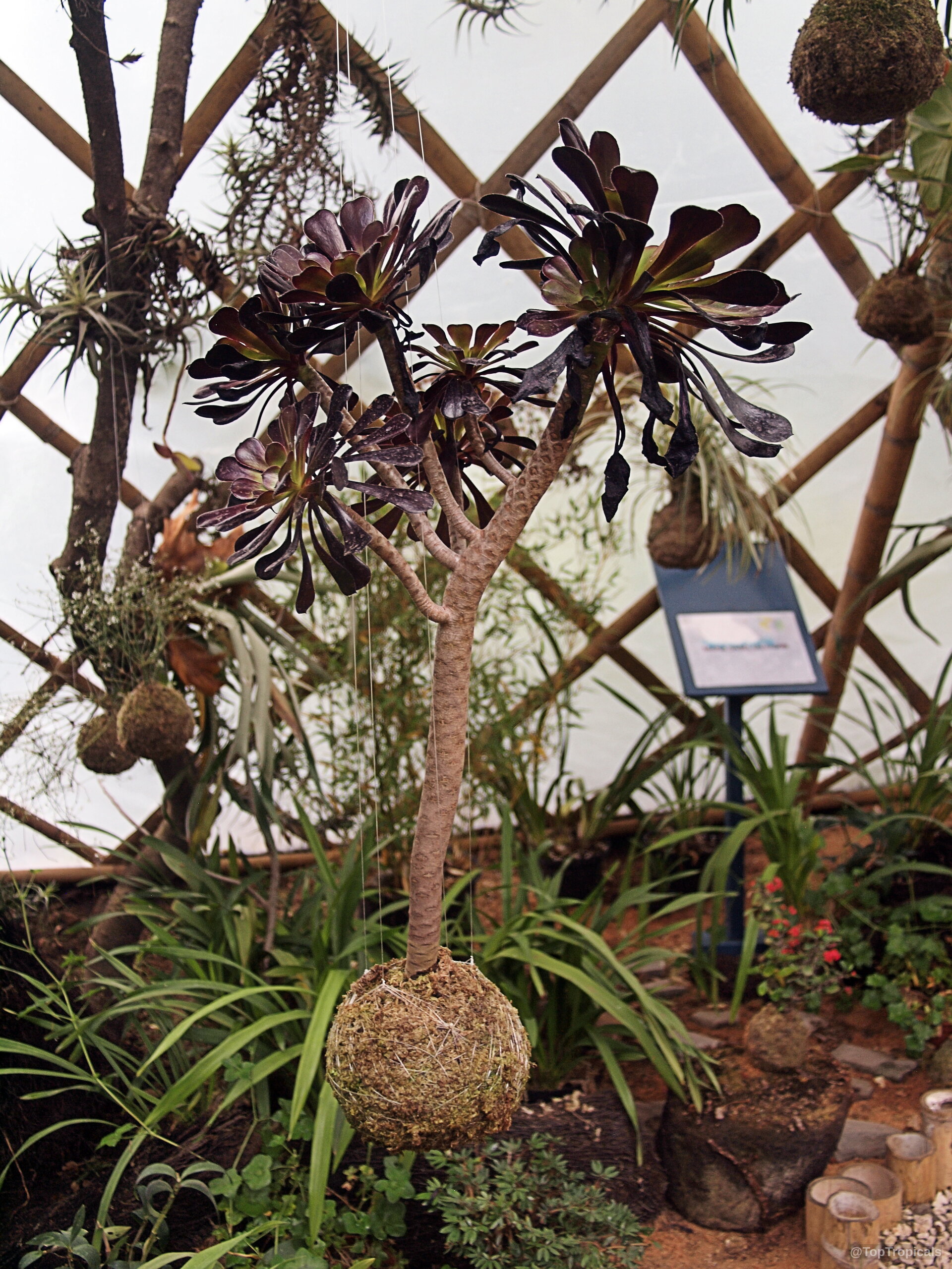 Aeonium arboreum (Tree Aeonium) purple succulent rosettes attached to a moss ball hanging from wire. Aeonium arboreum (Tree Aeonium) purple leaves plant suspended in air by thin wire threads.