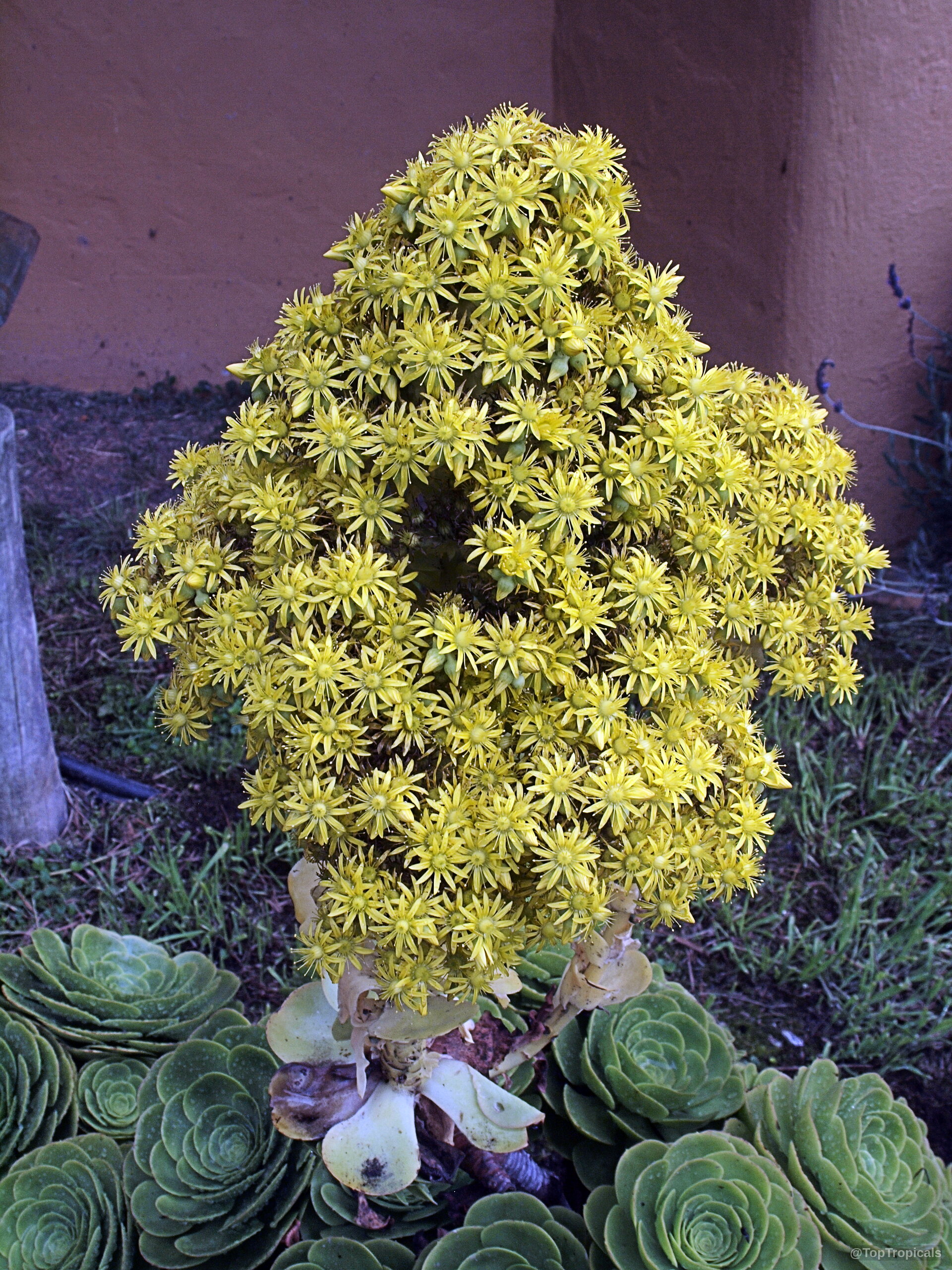 Aeonium arboreum (Tree Aeonium) yellow flower rising in a dense conical cluster above succulent green leaves. Aeonium arboreum (Tree Aeonium) yellow flower close up capturing conical cluster of many small stars.