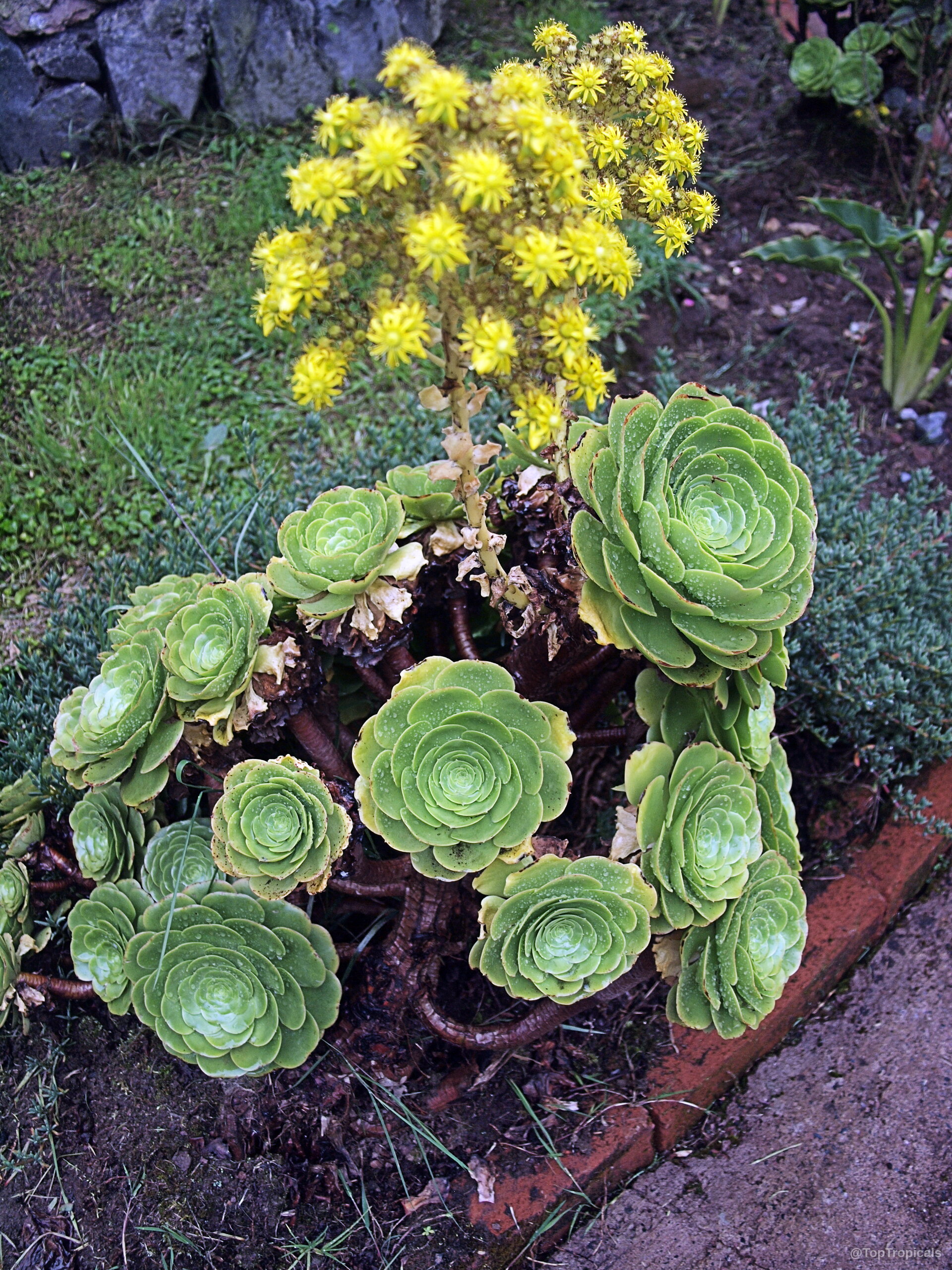 Aeonium arboreum (Tree Aeonium) with a tall yellow flower cluster rising above circular green rosettes. Aeonium arboreum (Tree Aeonium) with yellow flower clusters and green succulent rosettes plant