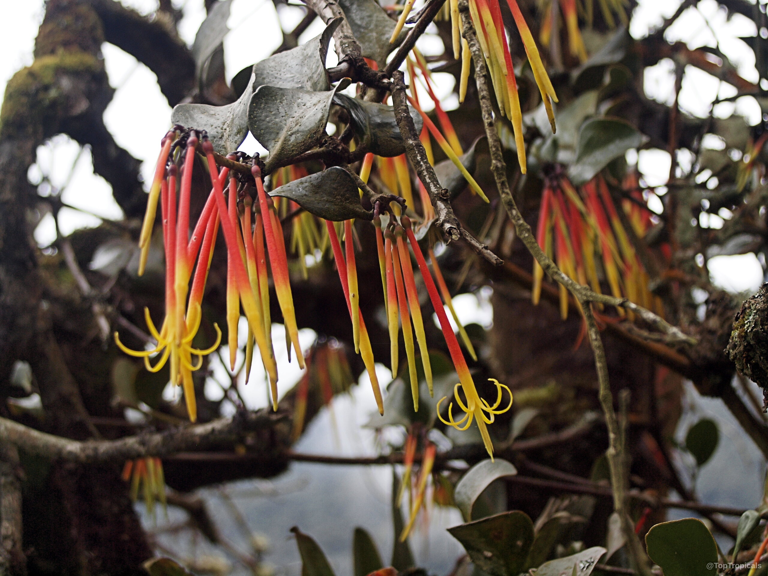 Aetanthus nodosus (Aetanthus) displays long tubular flowers with red stems and yellow tips. Aetanthus nodosus (Aetanthus) plant with red and yellow tubular flower clusters close up.